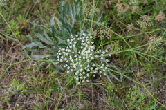Falcaria vulgaris