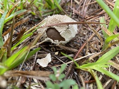 Lycoperdon marginatum