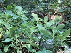 Hylotelephium telephioides