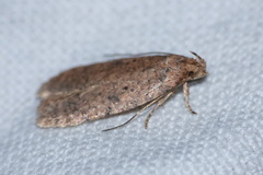 Agonopterix
