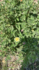 Chamaesaracha sordida