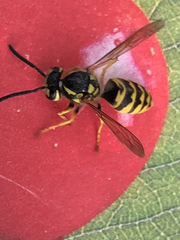Vespula