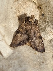 Apamea monoglypha