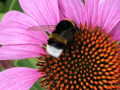 Bombus terrestris
