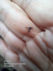 Aedes albopictus