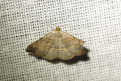 Laspeyria flexula