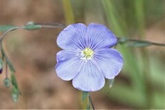 Linum