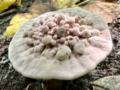 Hydnellum concrescens