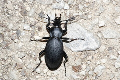 Carabus coriaceus