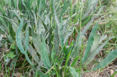 Erysiphe heraclei