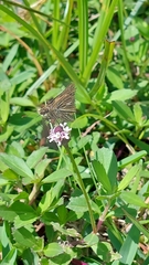Panoquina panoquin