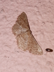 Idaea belemiata