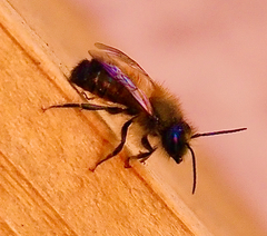 Osmia