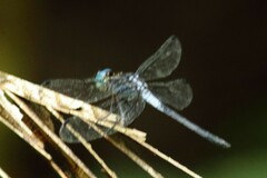 Cannaphila insularis