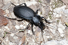 Carabus coriaceus