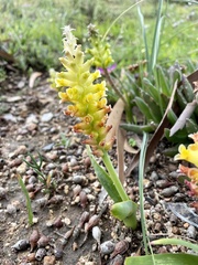 Lachenalia lutea