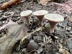 Hydnellum concrescens