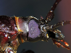 Derobrachus megacles