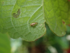 Chrysomelidae