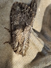 Apamea monoglypha