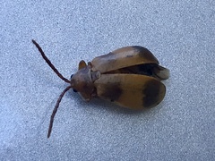 Monocesta coryli