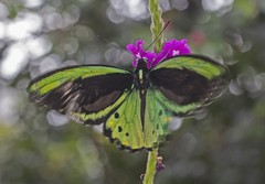 Ornithoptera
