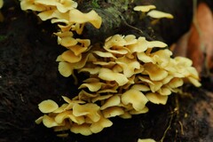 Tricholomopsis aurea