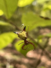 Micrathena sagittata