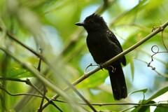Thamnophilus bridgesi