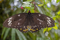 Ornithoptera
