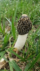 Phallus impudicus