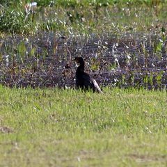 Microcarbo africanus africanus