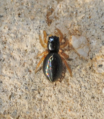 Chalcoscirtus infimus