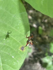 Micrathena sagittata