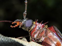 Derobrachus megacles