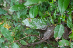 Erysiphe berberidis