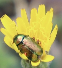 Cryptocephalus sericeus