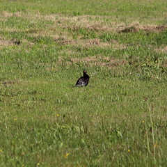 Microcarbo africanus africanus