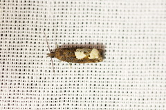 Epinotia trigonella
