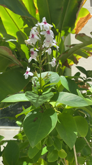 Pseuderanthemum carruthersii