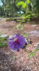 Passiflora incarnata × cincinnata