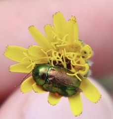 Cryptocephalus sericeus