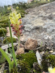 Lachenalia lutea