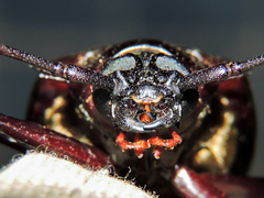 Derobrachus megacles