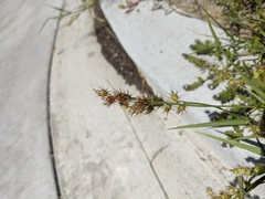 Cenchrus longispinus