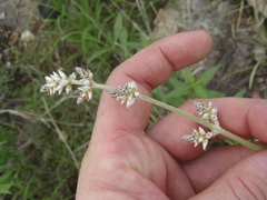Froelichia arizonica