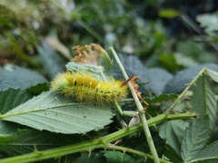 Calliteara pudibunda