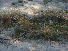 Corynephorus canescens