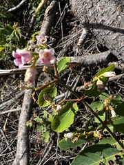 Apocynum androsaemifolium