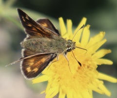 Hesperia comma